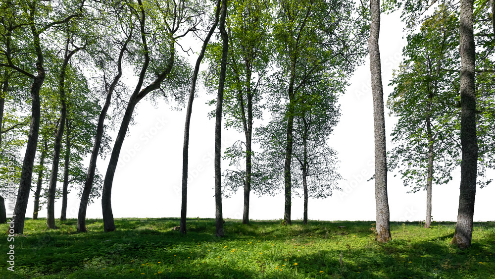 Obraz premium Group of trees in foreground, isolated on transparent background and white background