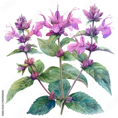 Bee Balm Flower, watercolor drawing vector, isolated on a white background.