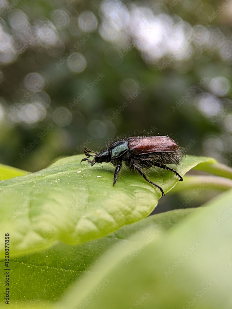 Fototapeta premium Colorful beetle resting on a green leaf in a vibrant garden during a sunny afternoon