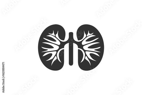 kidneys  silhouette on a white background