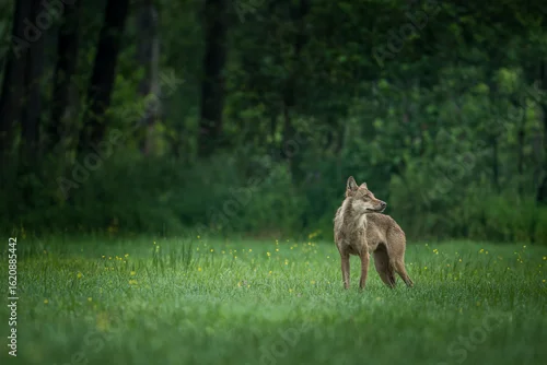 Fototapeta Wilk Canis lupus. Wolf. Wilki w polskich lasach. Wilk na polanie leśnej. Polujący wilk. Wilczyca. Wadera.
