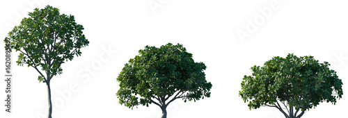 Schilderij op canvas Set of Ficus lyrata (commonly known as the fiddle-leaf fig, banjo fig, fiddle-le