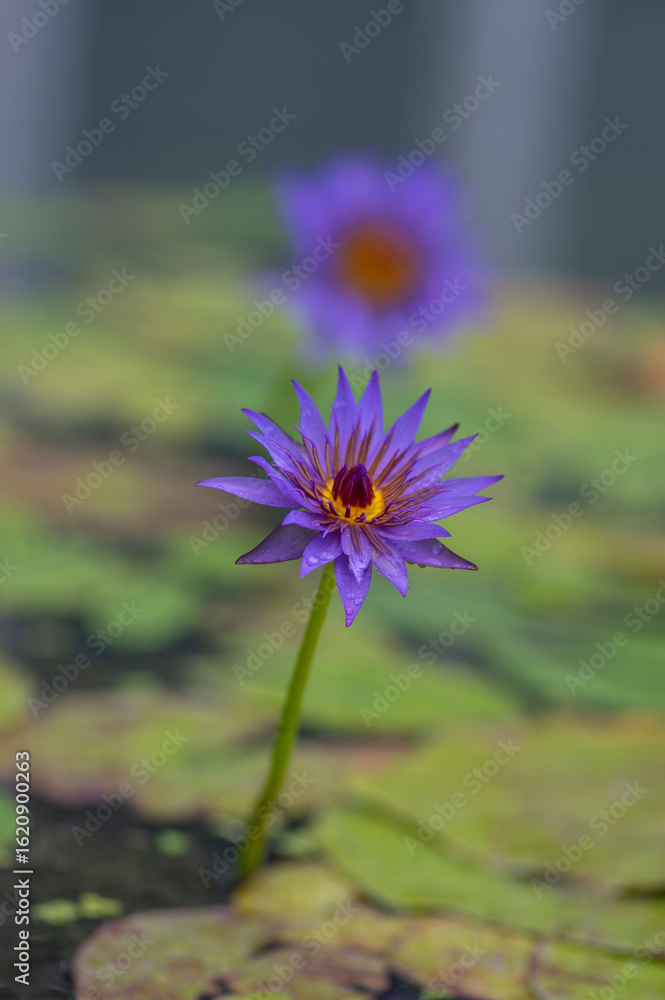 Obraz premium Nymphaea caerulea zanzibarensis water lily plant in bloom, beautiful flowering lotus flowers in decorative garden pond