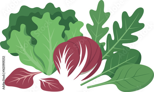 A still life of various leafy greens including lettuce spinach arugula and radicchio on a white background