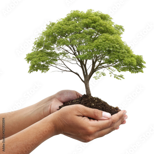 3d lush green tree growing in hands