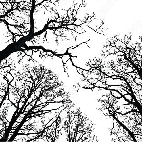 Black silhouette of bare tree branches against a white sky black and white monochrome
