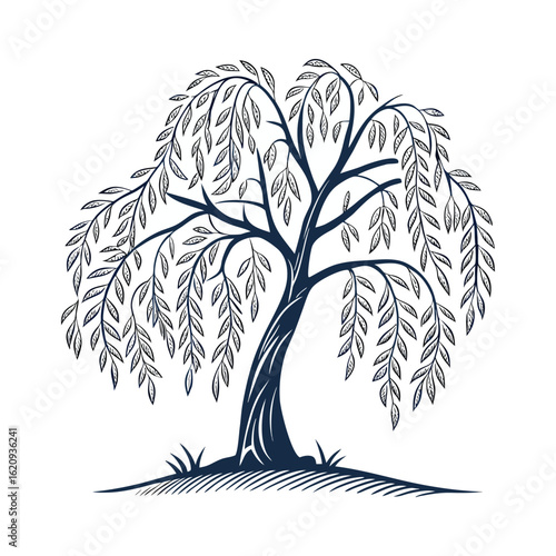 Weeping Willow Tree Illustration Elegant Nature Artwork Print on White Background