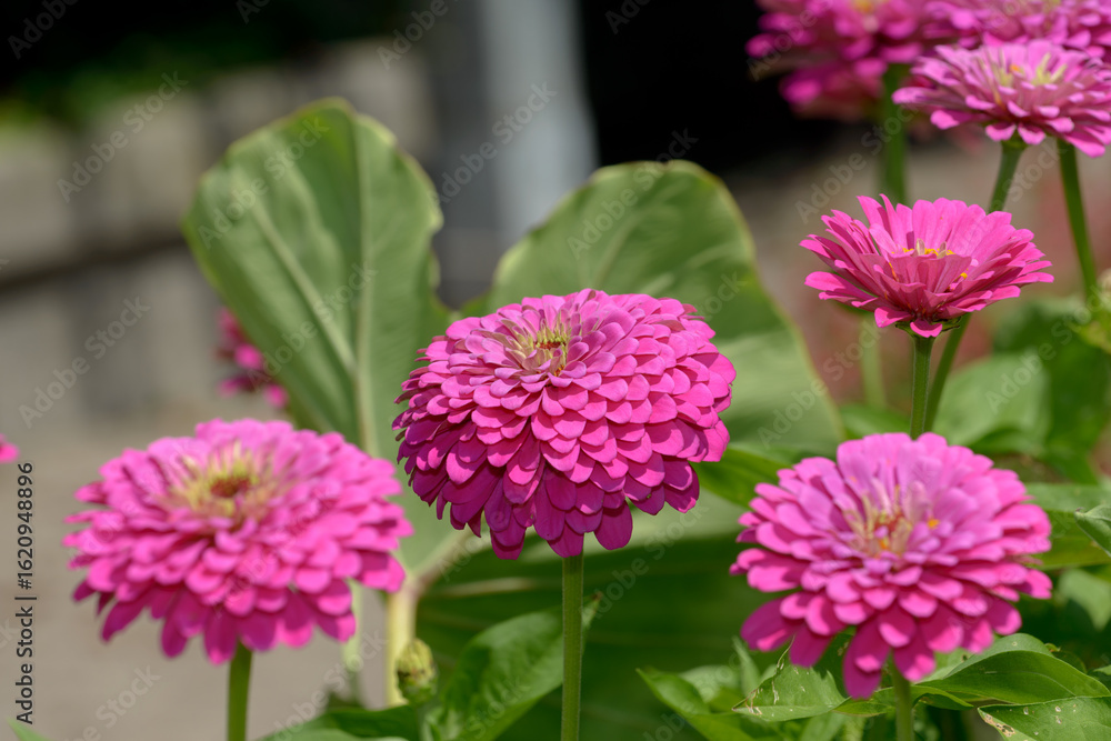 Obraz premium close-up of double-pink zinnia flowers in bright sunlight