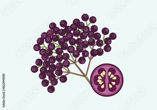Elderberry cluster with a slice showing seeds, isolated on white background