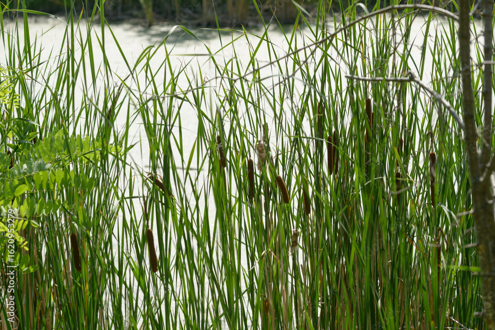 Obraz premium cattails (Typha) and foliage lining a pond in the summertime