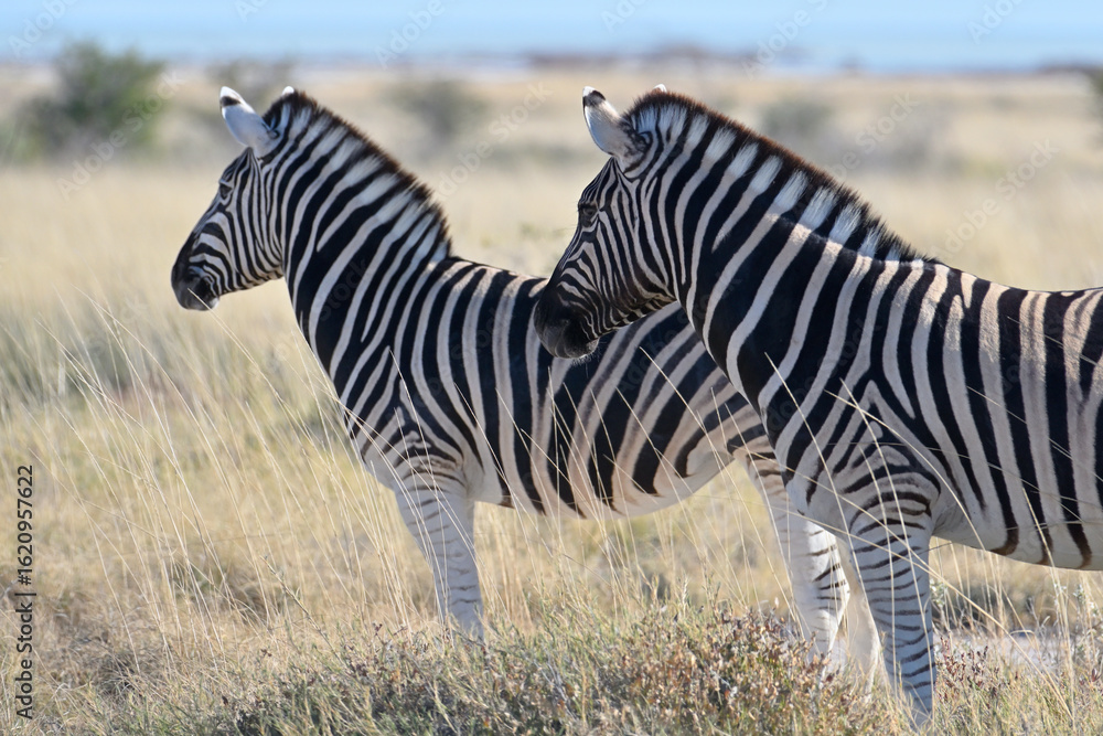 Obraz premium Stripped zebras in african bush. Etosha National Park, Namibia