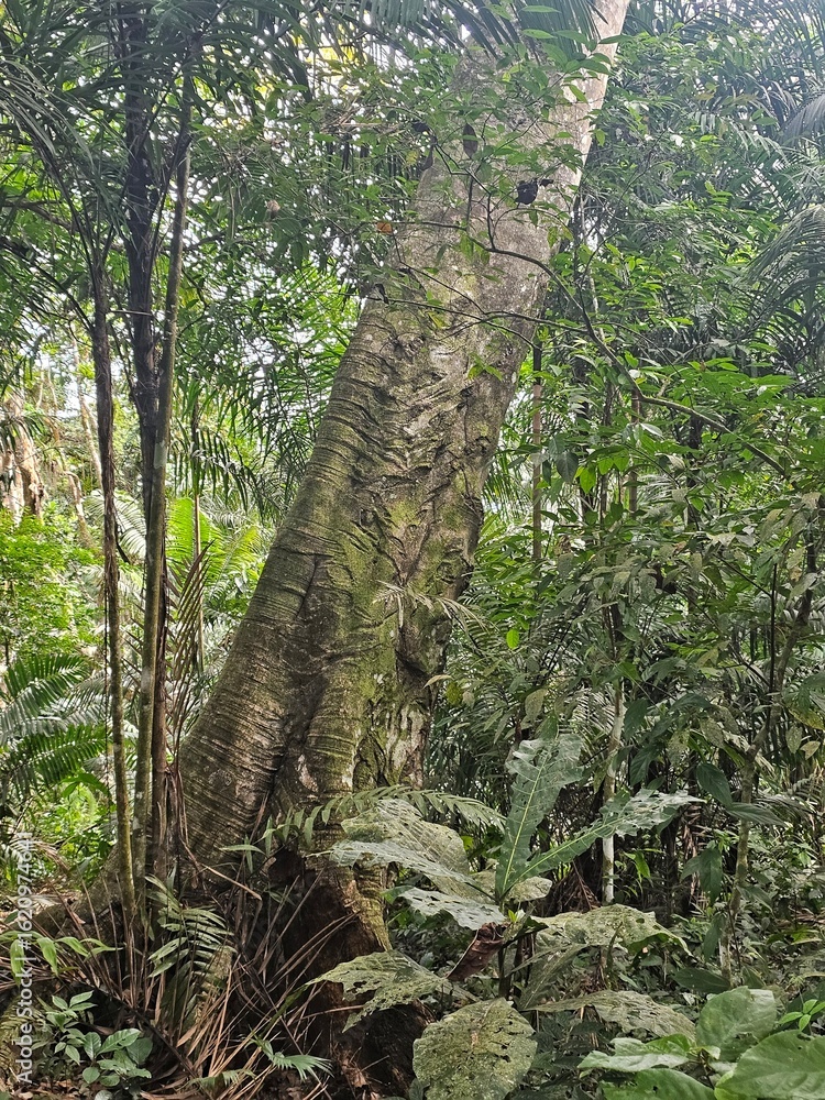 Fototapeta premium Lupuna tree in the rainforest