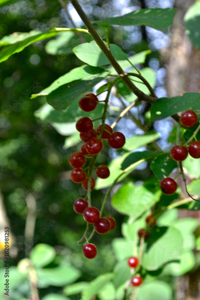 Obraz premium red berries of red Virgin cherry (Prunus virginiana)