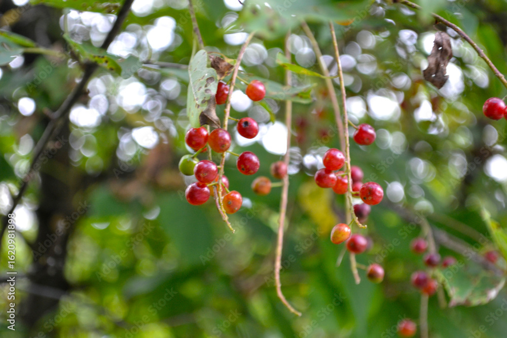 Obraz premium red berries of red Virgin cherry (Prunus virginiana)