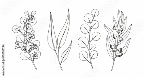 Eucalyptus Leaves Line Art Vector