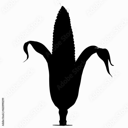 silhouette of an ear of corn on a white background, vegetable concept, copy space