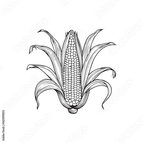 Vector art of vintage botanical illustration of a ripe corn cob with husks and leaves, isolated on white background, showcasing its kernels and natural form