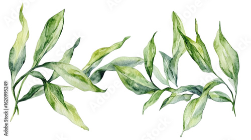Watercolor frame for spring designs, branding, and botanical prints isolated on transparent background 