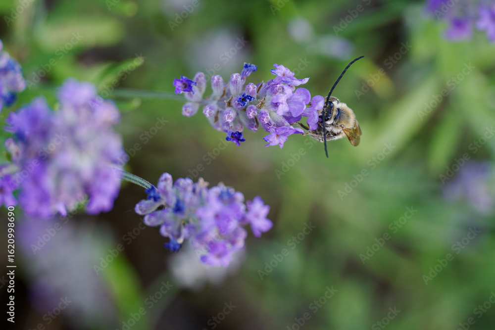 Long-horned bee (Eucera) on a purple lavender flower.
Long-horned bee (Eucera) on a purple lavender flower.