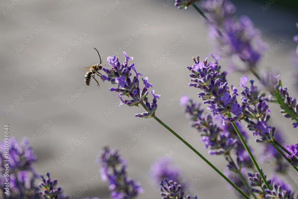 Long-horned bee (Eucera) on a purple lavender flower.
Long-horned bee (Eucera) on a purple lavender flower.