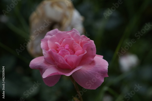 quantum Cambridge valentine roses on different scales and with macro photography