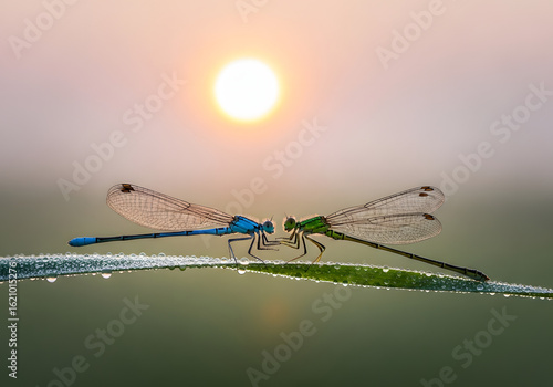 Two damselflies mating at sunrise, perched on a dew-covered blade of grass.