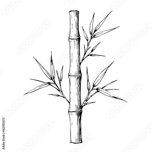 Vintage sketch of bamboo stalk with leaves and branches  