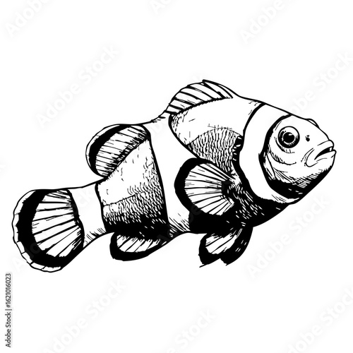Clownfish vintage sketch illustration with detailed line art  