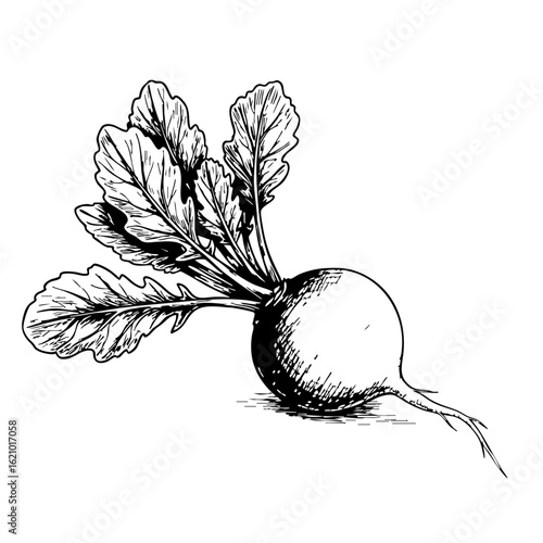 Vintage sketch of a radish with leaves on a white background  