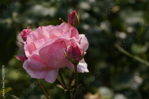 quantum Cambridge valentine roses on different scales and with macro photography