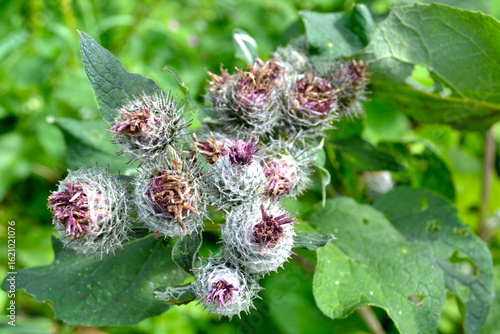 Papier peint burdock (Arctium lappa) blooms with purple flowers