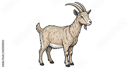 Isolated Standing Goat