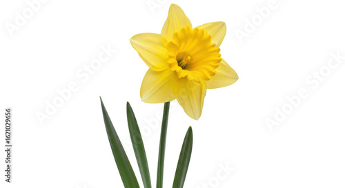 Wallpaper Mural Isolated Yellow Daffodil Flower Torontodigital.ca