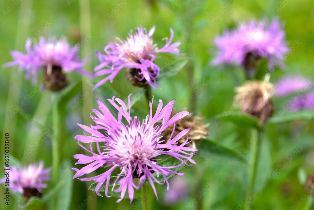 Fototapeta premium purple cornflower meadow (Centaurea jacea)