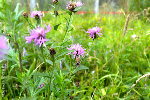 Wallpaper Mural purple cornflower meadow (Centaurea jacea) Torontodigital.ca