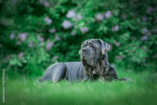 Neapolitan Mastiff big dog breed in violet flowers