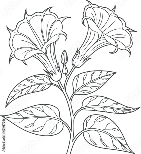 A black and white line drawing of two datura flowers and several leaves on a stem