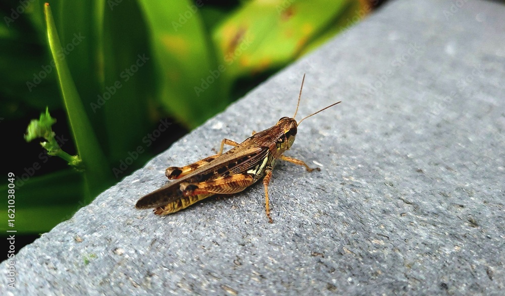 Grasshopper on Stone Surface with Leafy Background – Closeup Macro Grasshopper on Stone Surface with Leafy Background – Closeup Macro