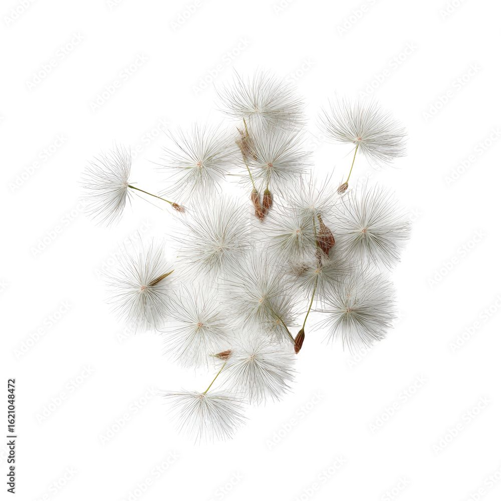 Obraz premium Fluffy white flower cluster