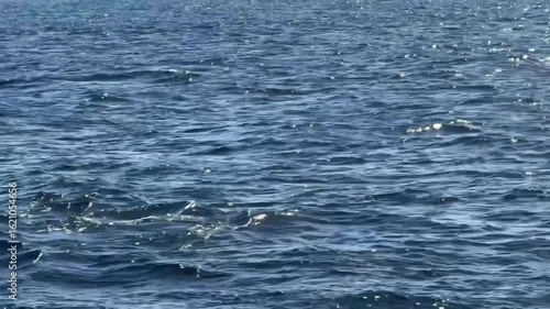 Wallpaper Mural Bottlenose dolphins swim in the ocean on a hot day. Marine fauna Torontodigital.ca