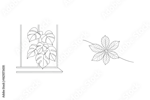 Monstera leaves on windowsill and single leaf monstera plant