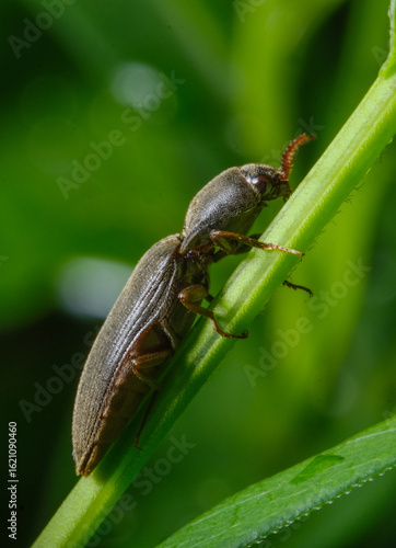 beetle Athous haemorrhoidalis on a grass stem