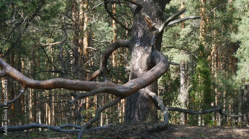A large old pine tree with huge crooked branches in a coniferous forest on a sunny summer day.