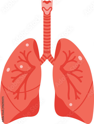 Human lungs anatomy vector showing respiratory system with bronchi and trachea detailed illustration