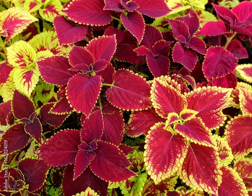 Vibrant red and yellow foliage