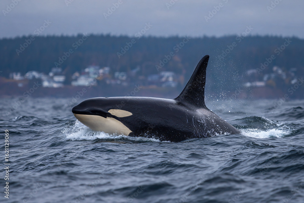 Fototapeta premium Majestic Orca Whale in the Ocean