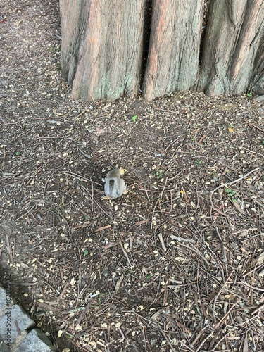 Squirrel eating nuts