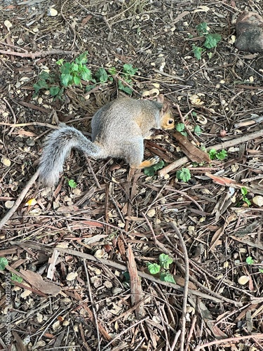 squirrel eating