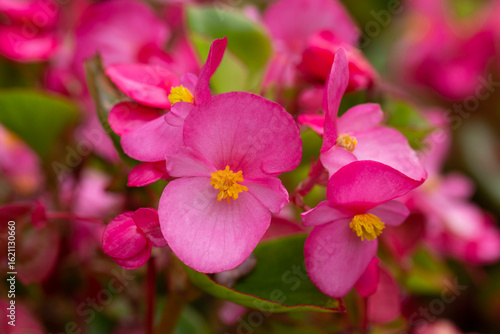 Beautiful, delicate pink begonias in summer
