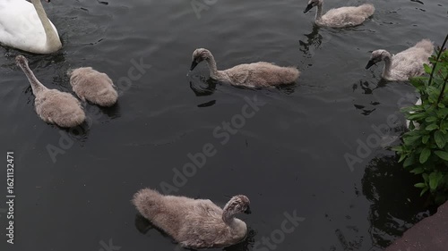Mute Swans Cygnets (Cygnus olor) Feeding on a Lake with their Parent